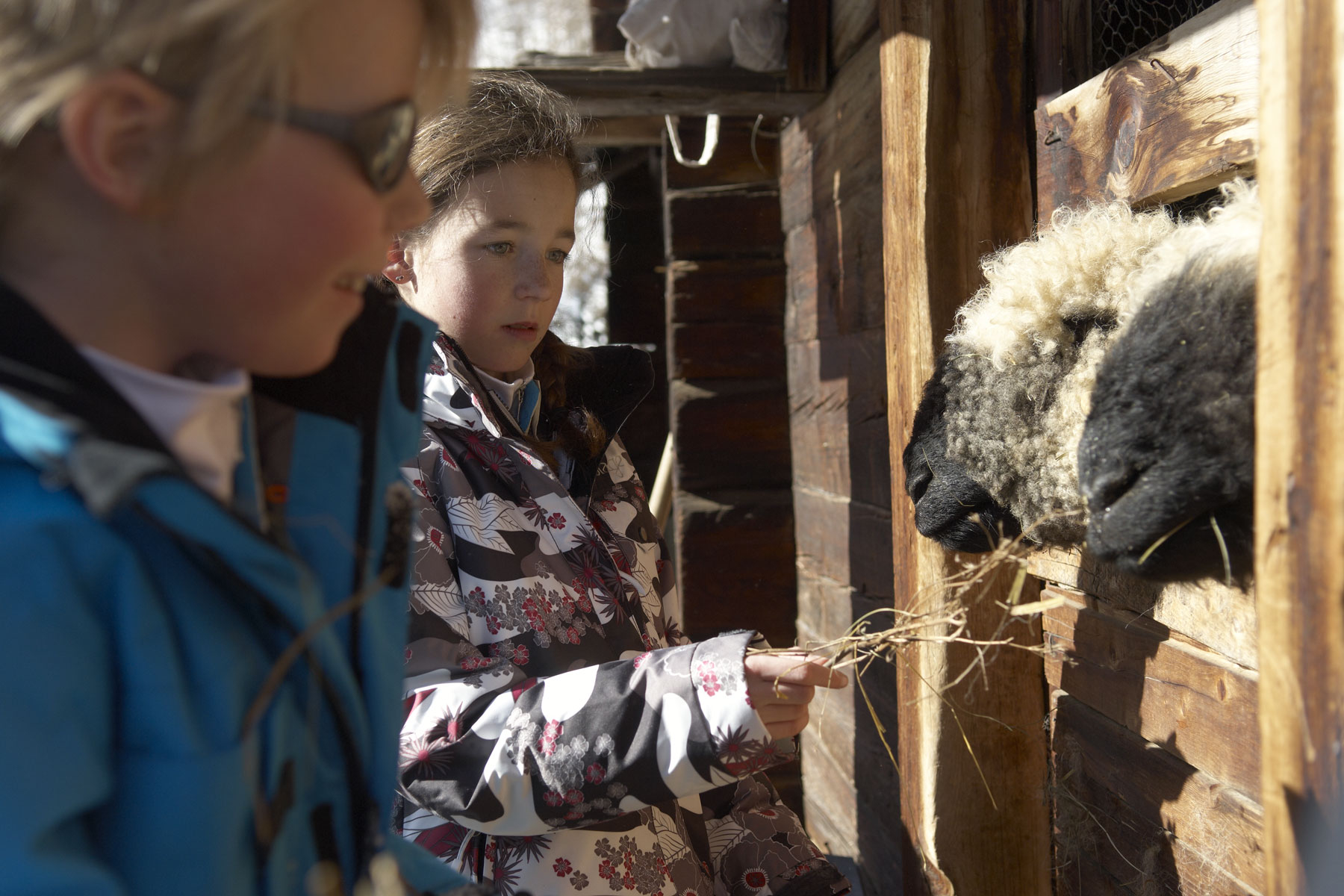 Schafstallbesuch der Tradition Julen